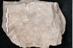 Foto (Detailansicht) von Dictyopteris brongniarti Gutb. (NHMW-GEO-2024-0188-10777)